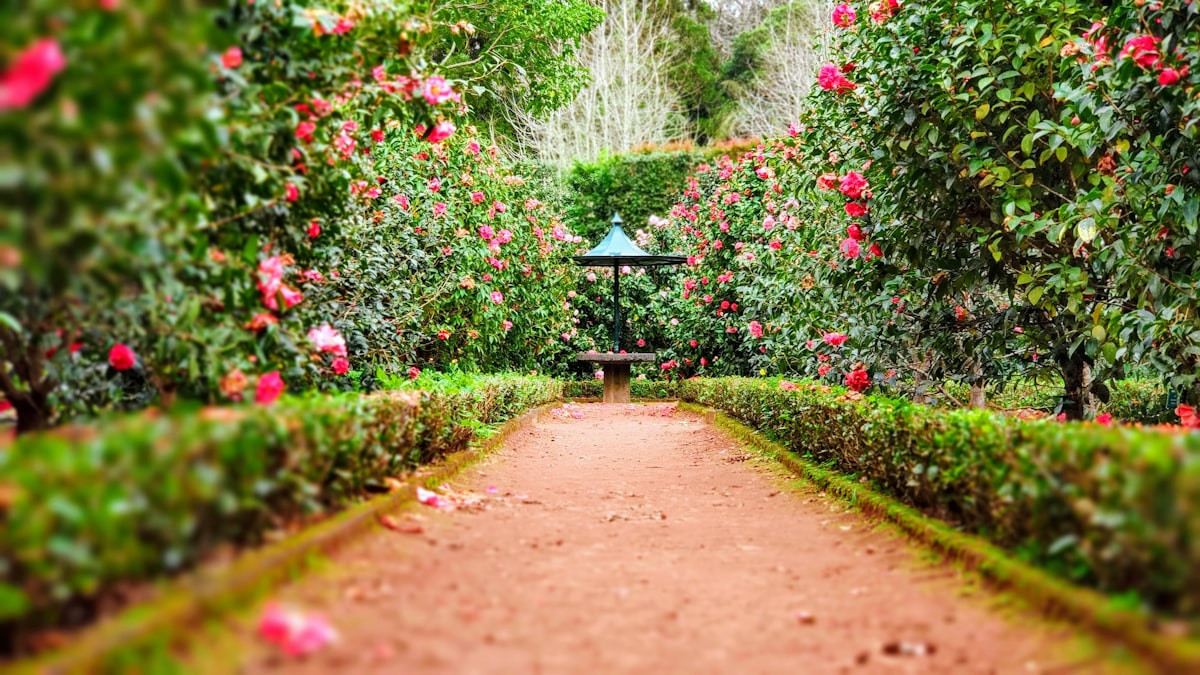 庭院 · 花草相伴